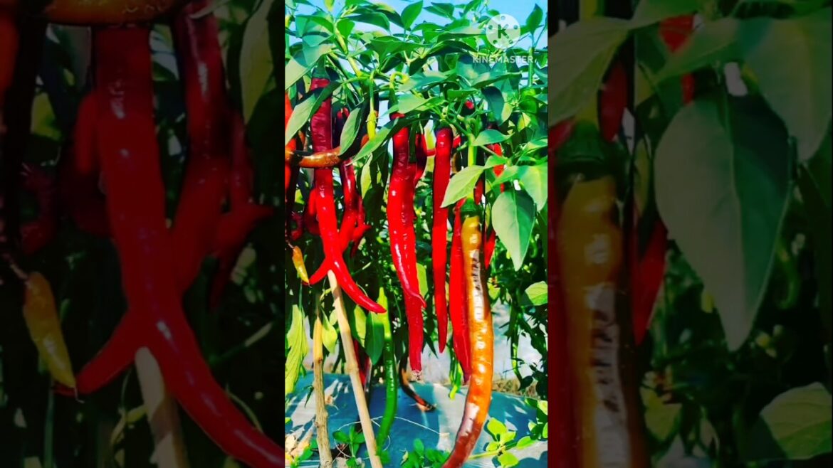 Sabir Agriculture  #music #song #movie #vegetablefarming #fashiontrends #garden #vegetablefarming