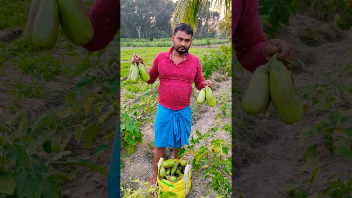 Hard Work Never Stops: Late Afternoon Eggplant বেগুন or Brinjal Harvest by Dedicated Farmer🍆 #shorts Hard Work Never Stops: Late Afternoon Eggplant বেগুন or Brinjal Harvest by Dedicated Farmer🍆 #shorts