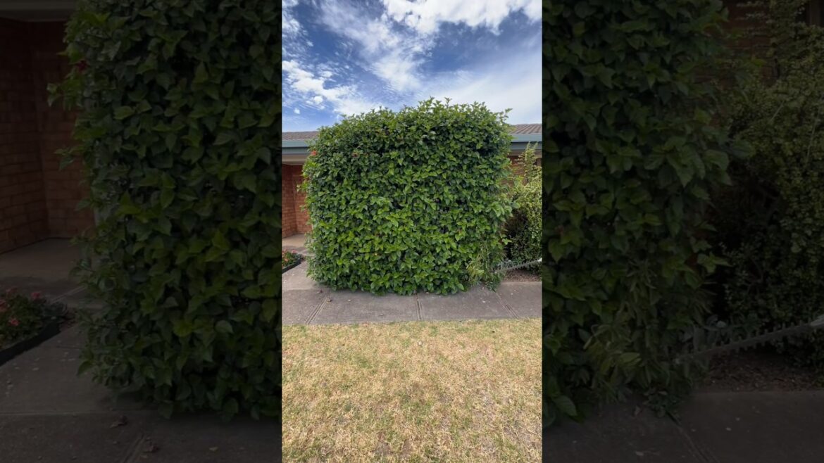 Overgrown to pristine! Watch this hedge get a serious glow up 🌿 Overgrown to pristine! Watch this hedge get a serious glow up 🌿