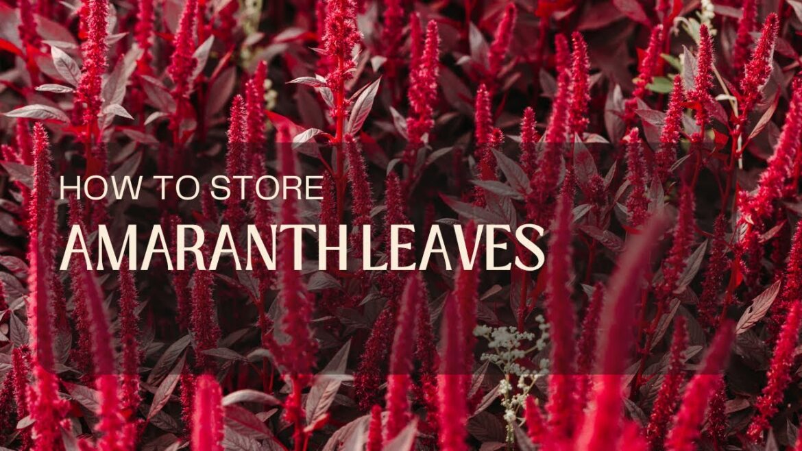 How to Store Amaranth Leaves How to Store Amaranth Leaves