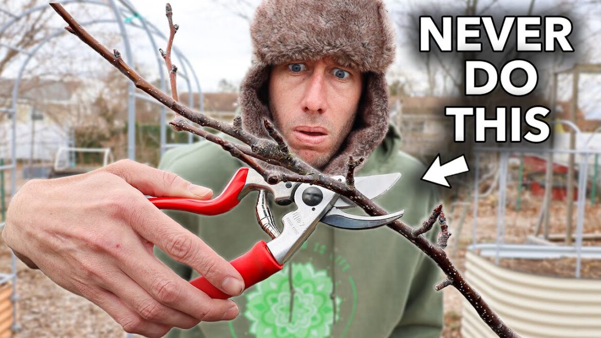 James Prigioni: You’re Likely Killing Your Fruit Trees if You Do This… You’re Likely Killing Your Fruit Trees if You Do This...