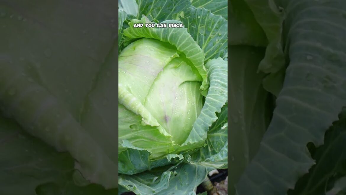 California Gardening: Harvesting Organic Cabbage: Embracing Nature’s Perfect Imperfections! Harvesting Organic Cabbage: Embracing Nature’s Perfect Imperfections!