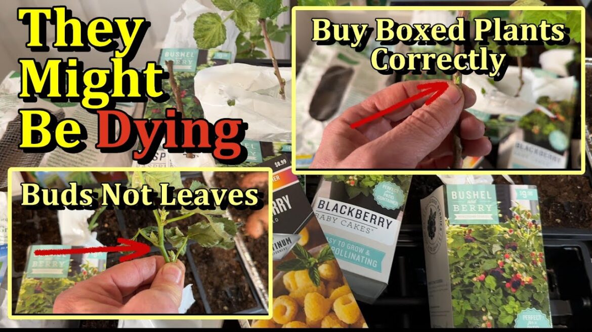 Gary Pilarchik: How to Correctly Buy Boxed Blueberry, Raspberry, Blackberry, Grapes, Fig, and Other Fruit Plants How to Correctly Buy Boxed Blueberry, Raspberry, Blackberry, Grapes, Fig, and Other Fruit Plants