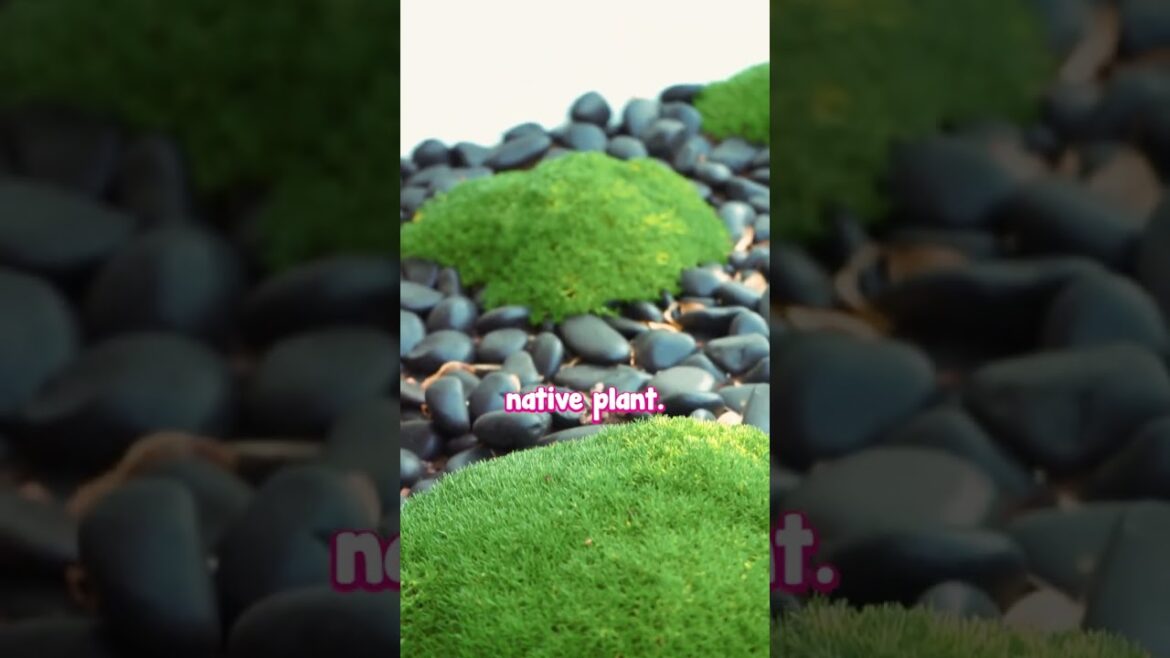 Lime Lava is THE Plant You Need for a Modern Garden.