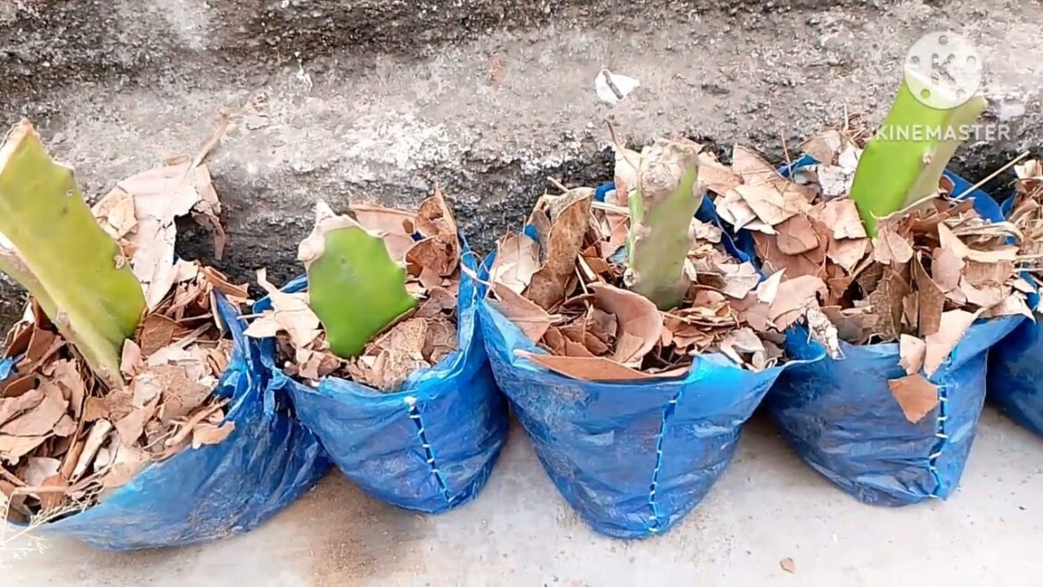 GRAFTING DRAGON FRUIT TREE GRAFTING DRAGON FRUIT TREE