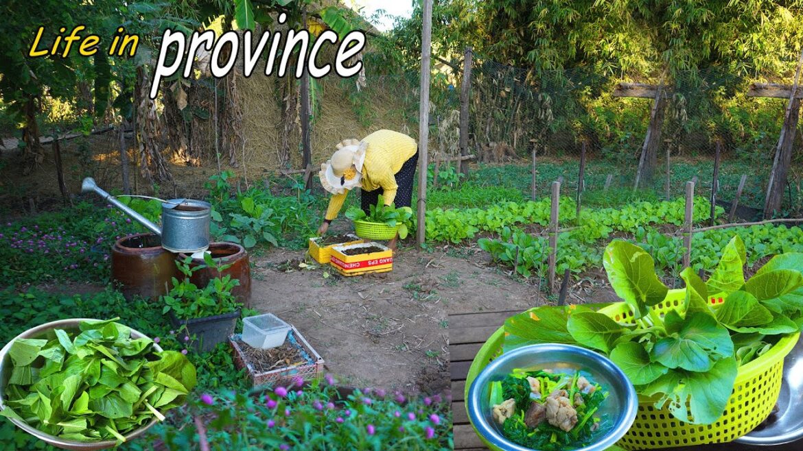 Life in the countryside – Harvest vegetable gardening | Simple Rural cooking style Life in the countryside - Harvest vegetable gardening | Simple Rural cooking style