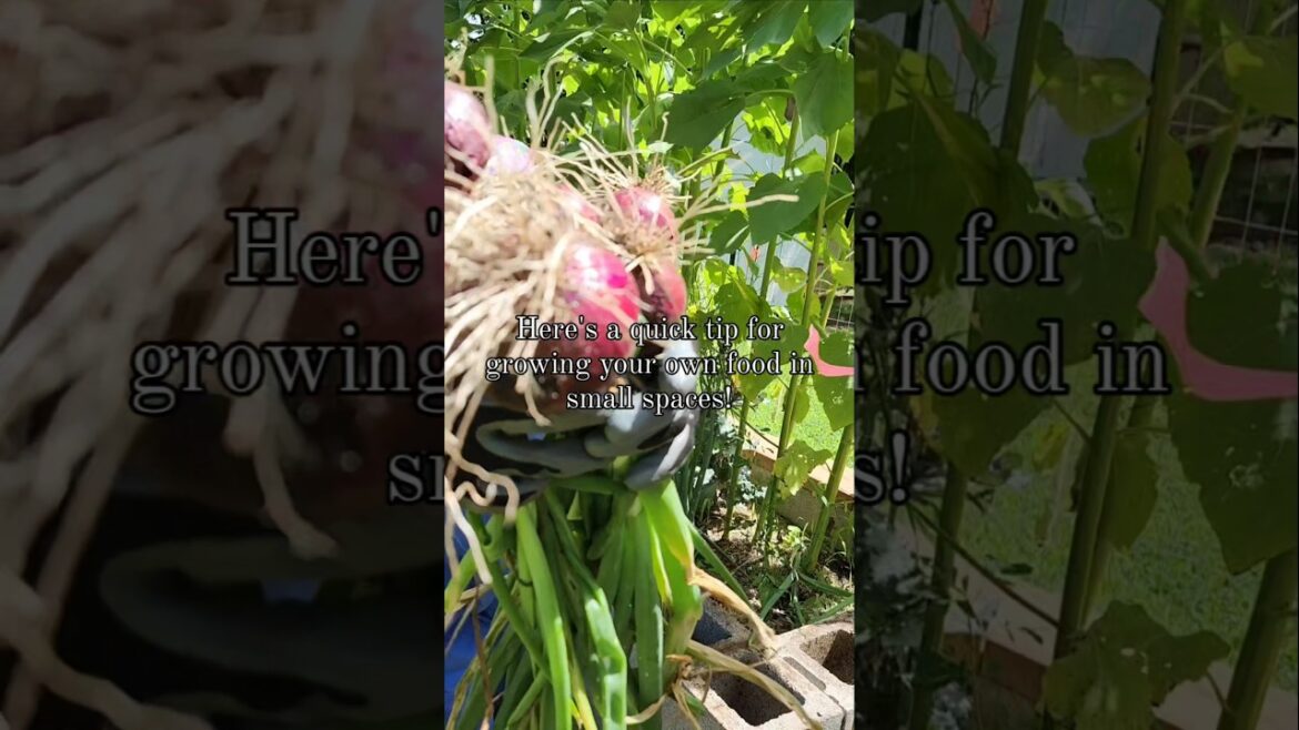 Beginner Gardener? Here's A Quick Tip To Kickstart Your Garden Success!