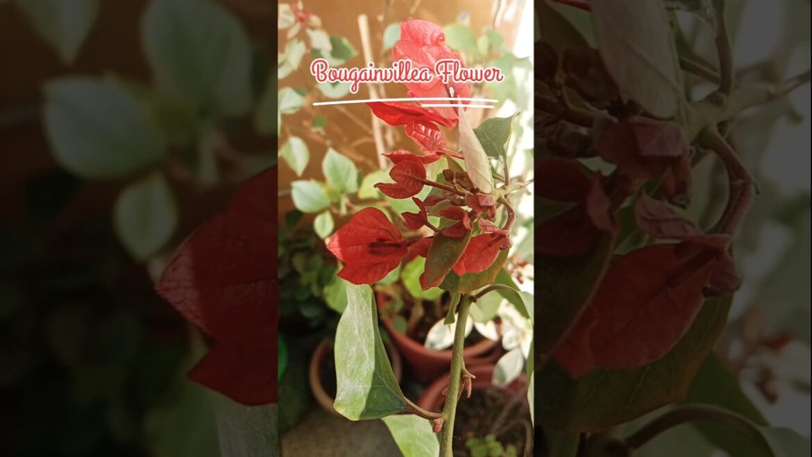 3 Importannt Tips Of Bougainvillea Plant|Bougainvillea Flower #bougainvillea #shorts #gardening