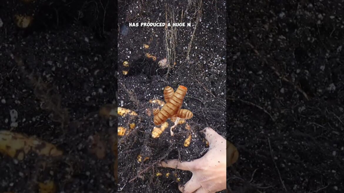 Bountiful Organic Turmeric Harvest from Whiskey Barrel Containers! 🍃