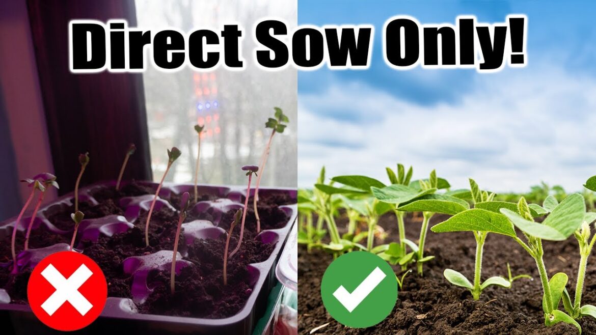 California Garden TV: Never Start These Seeds Indoors Never Start These Seeds Indoors