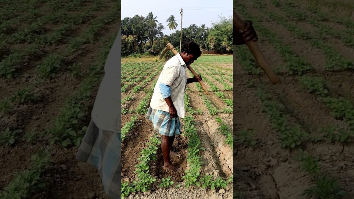 Taking Care of Potato Field #shorts Taking Care of Potato Field #shorts