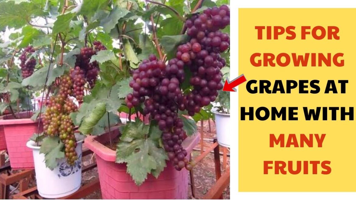 Tips for growing GRAPES at home with lots of fruit