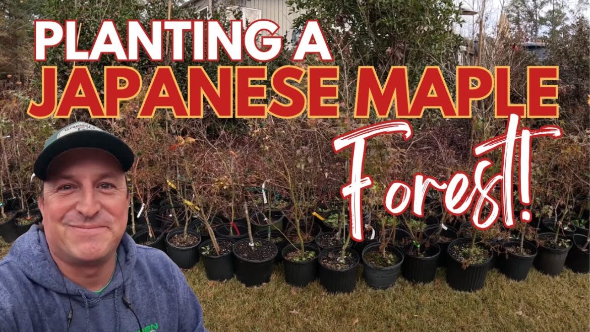 Can We Grow a Japanese Maple Forest from Scratch?