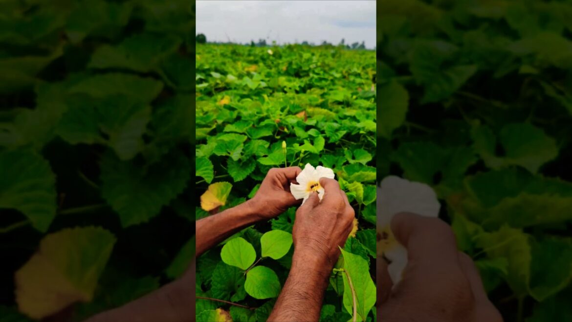 Boosting Yields: Early Morning Hand Pollination in Spiny Gourd #shorts Boosting Yields: Early Morning Hand Pollination in Spiny Gourd #shorts