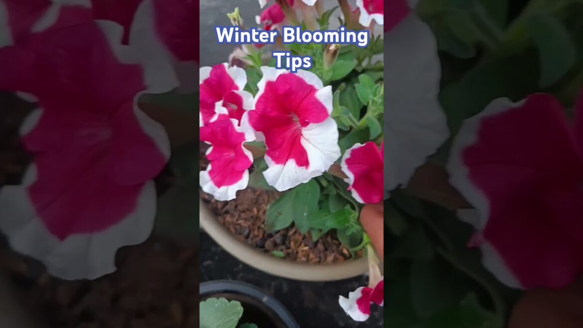 Winter Blooming Tips #flowers #plants #wintergarden #wintergardening #shorts