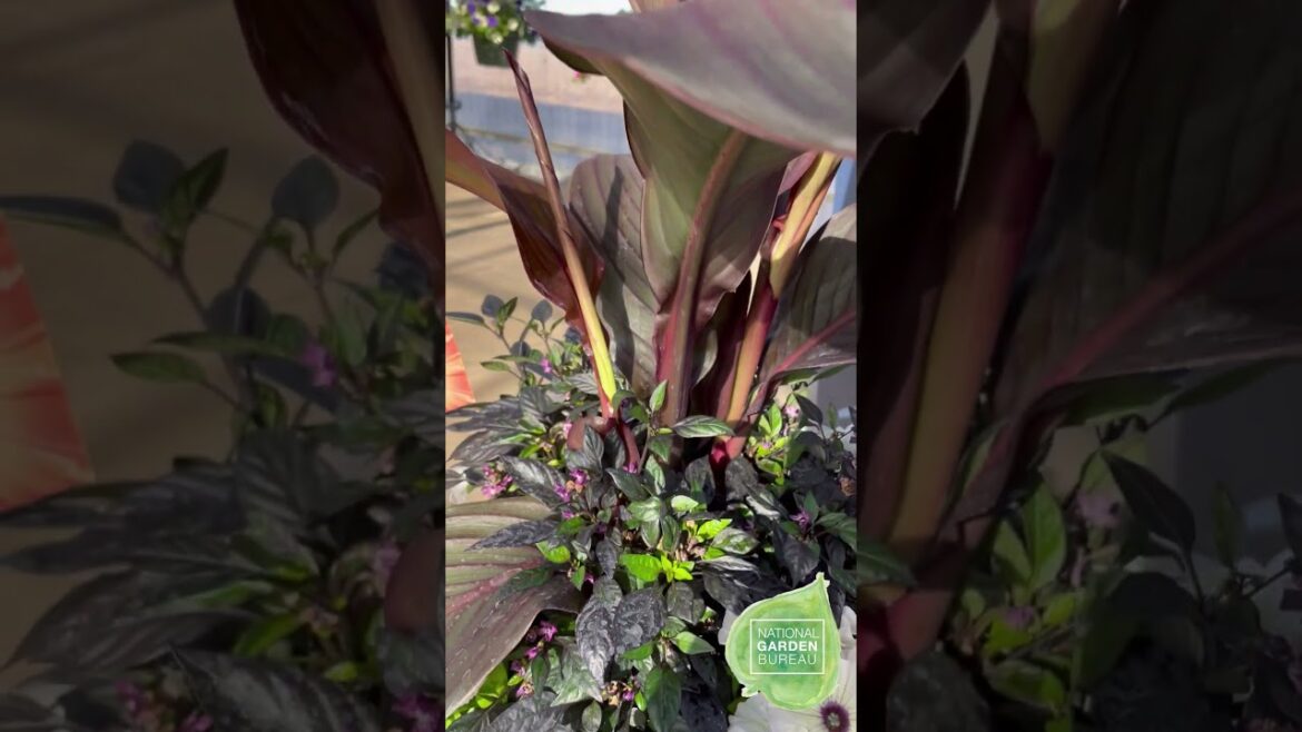 Embrace the Dark Side: Creating a Mesmerizing Gothic Container Garden for Fall  #gardening  #plants