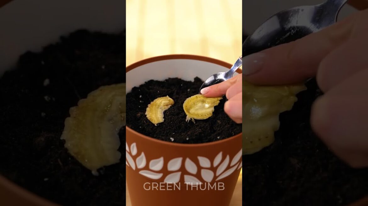 Every Gardener Should Know These Surprising Plant Tips!