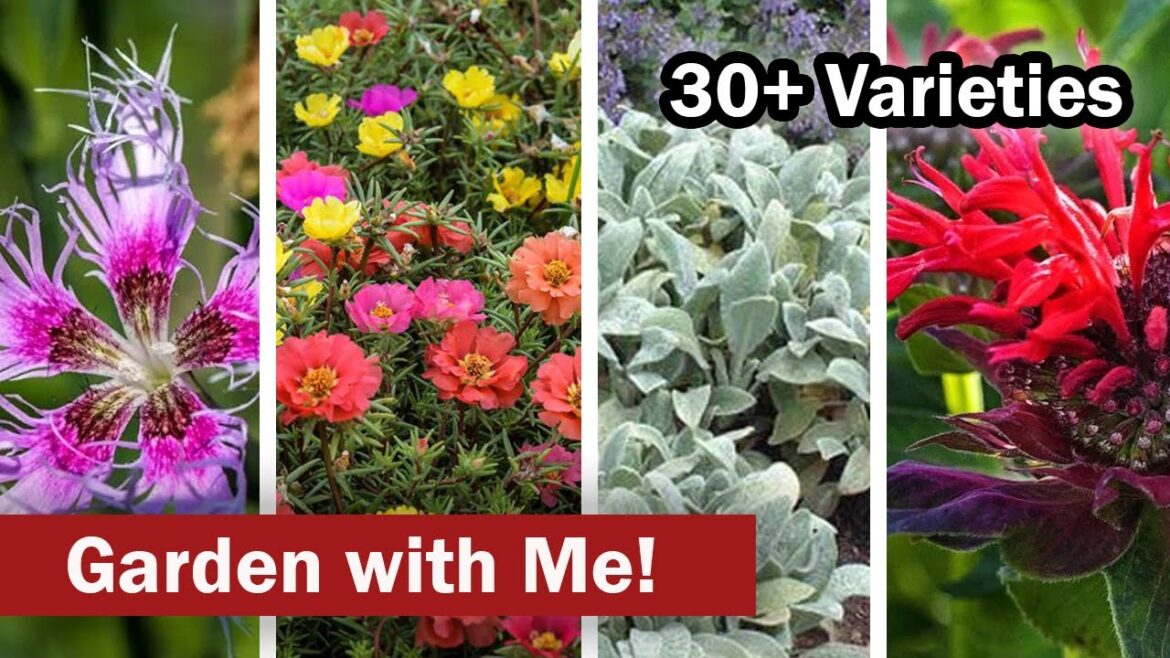 Unlock Your Garden's Potential: Seed Starting in February