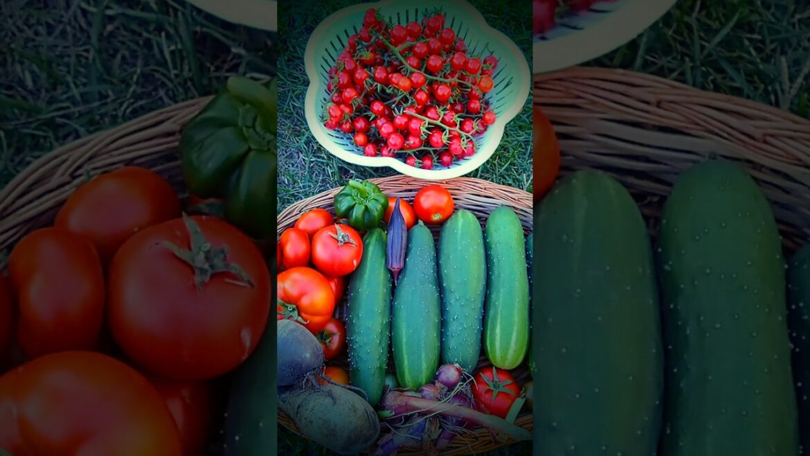 #shorts #vegetablegardening #planting #harvest #organicgarden
