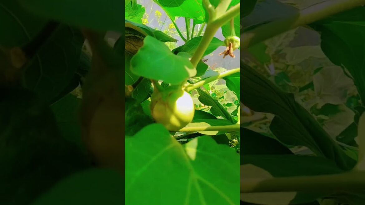 Kya aapko pehle yeh baat pata thi 🤔🤔🤔 #gardening #garderningtips #garden #shorts #shortfeed