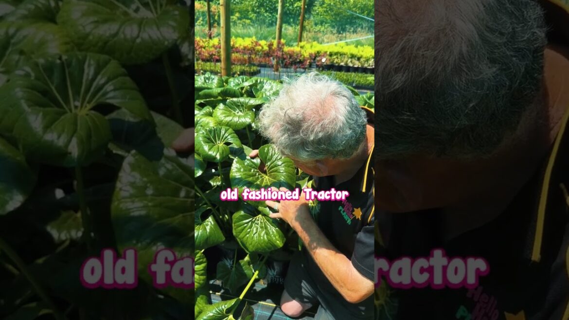 There’s a Reason We Love Tractor Seat Plants So Much…