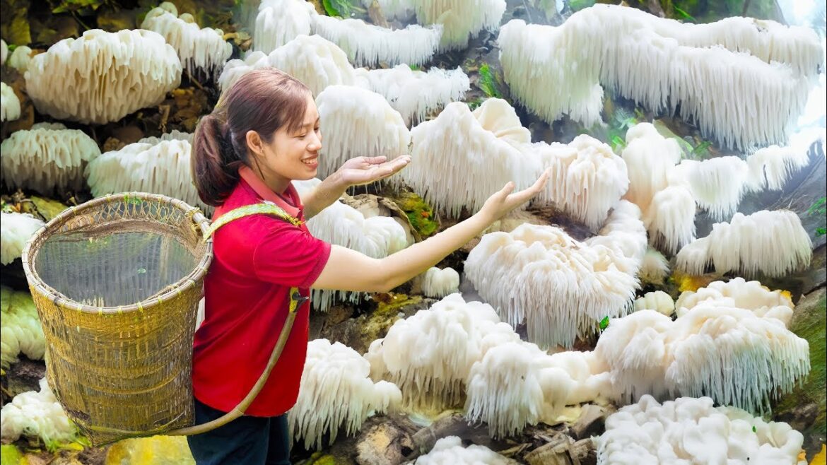 Women travel thousands of miles to harvest white mushrooms on rocky mountains goes to market sell Women travel thousands of miles to harvest white mushrooms on rocky mountains goes to market sell
