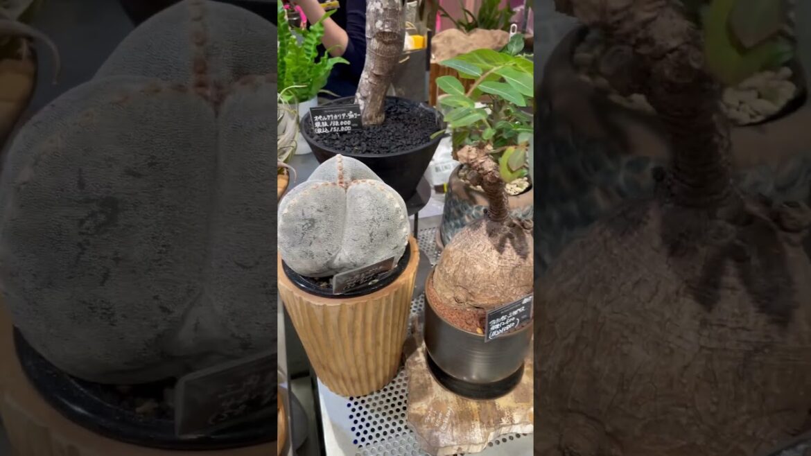 Rare and expensive plants at Tokyo store loft