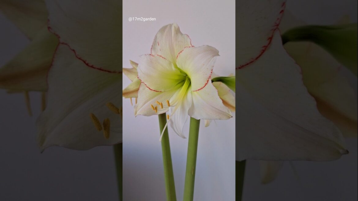 Amaryllis From Planting To Bloom 🌺 #amaryllis #containergardening #garden Amaryllis From Planting To Bloom 🌺 #amaryllis #containergardening #garden