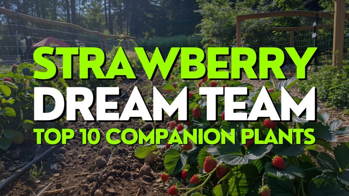 Strawberry Dream Team: 10 Best Companion Plants for Juicy Harvests