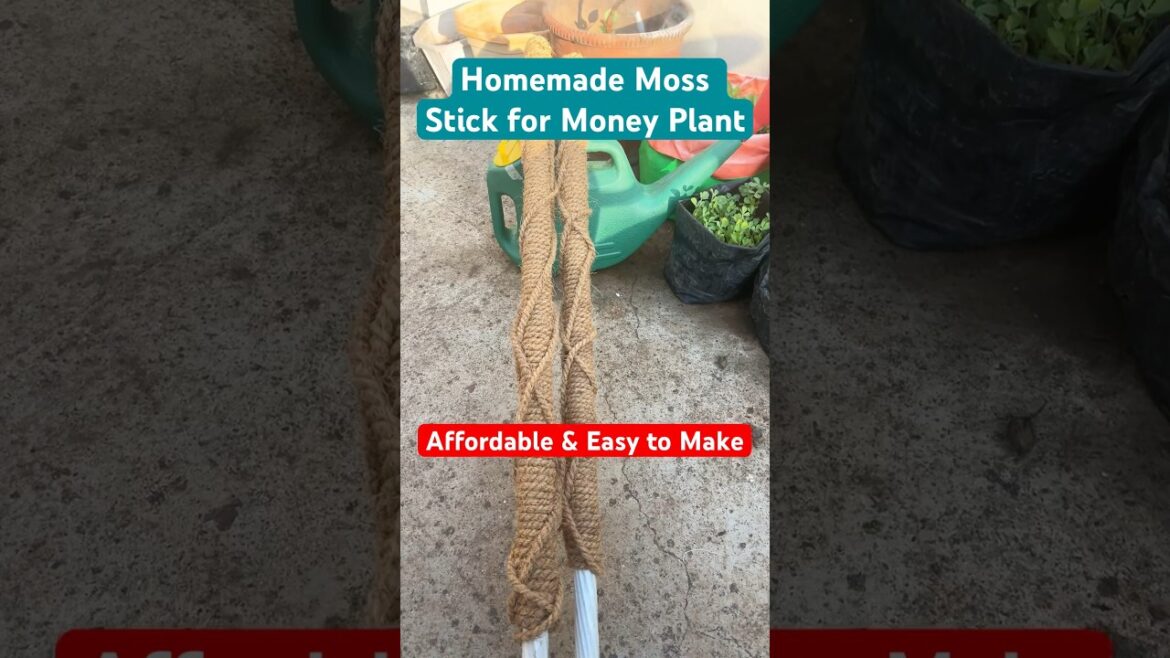 DIY Money Plant Moss Stick at Home 🌿 | Easy Gardening Tips #moneyplant #shorts #gardening #diygarden