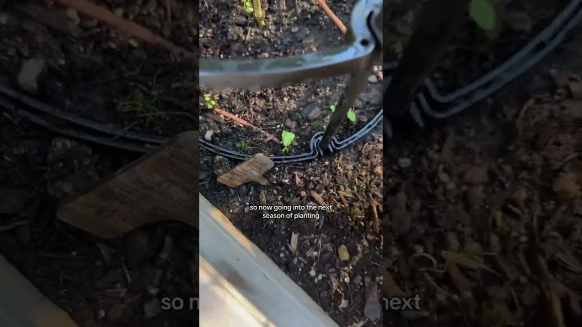 (PART 5/6) Fall in my backyard garden 🫶🥹