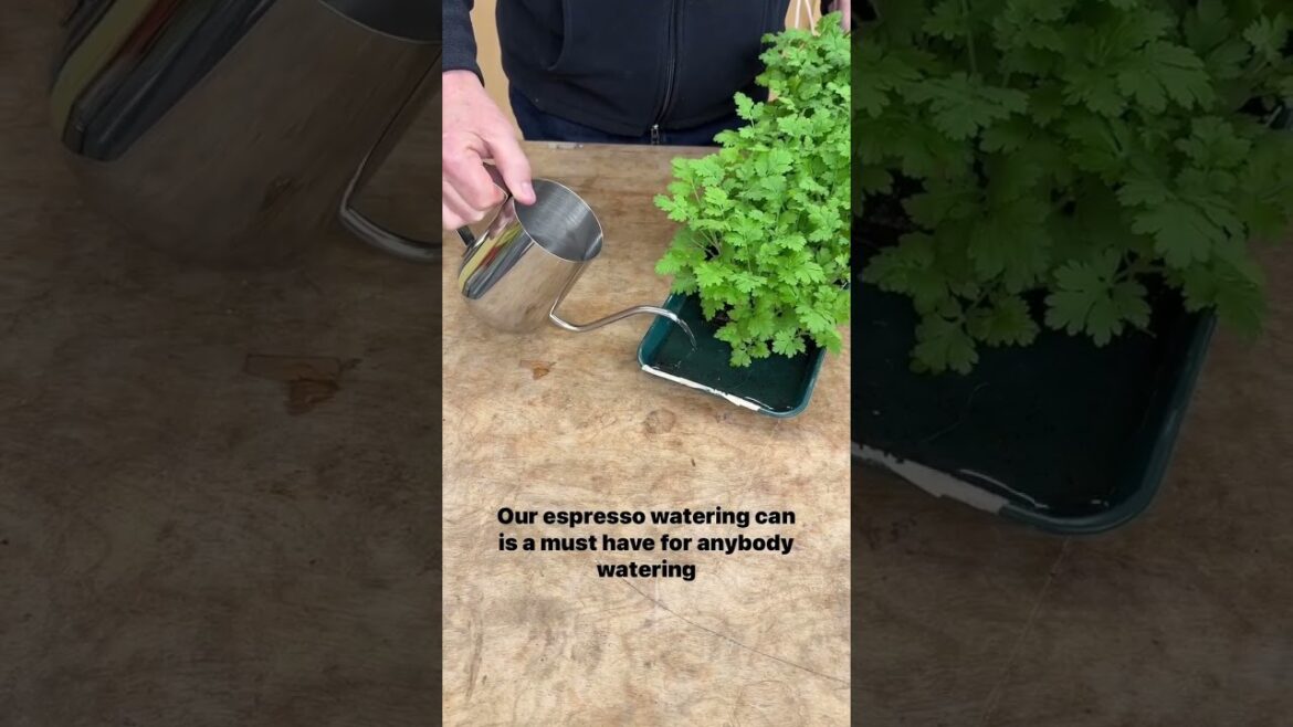 20%Off!! Comment APP and I’ll DM the link to my APP shop