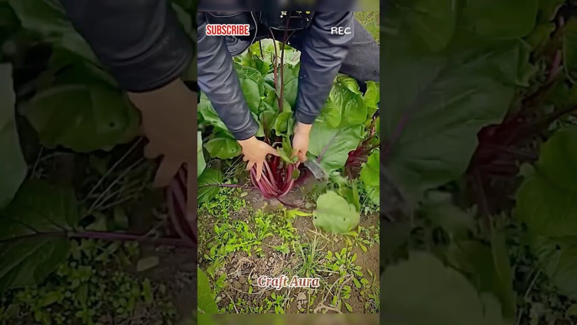 Harvesting Vegetables in a Small Garden #shorts  #vegetables #farming