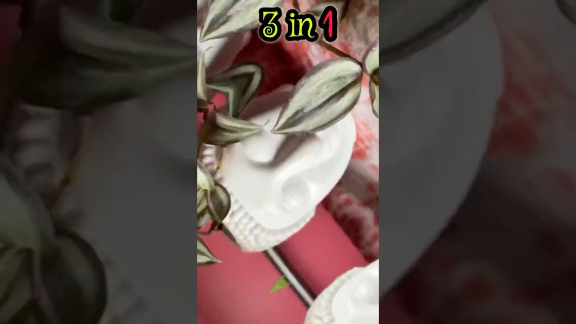 Indoor Plants Decorating ☺️#hack #trending #viralvideo #plants #shorts #youtube #garden #nature