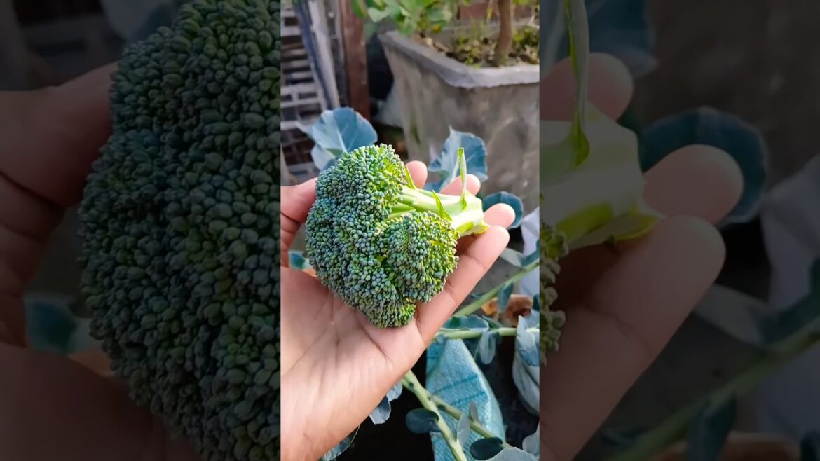 Vegetables Garden #vegetables #organic #garden #trending #shorts #ytshorts @OrganicGardening1918