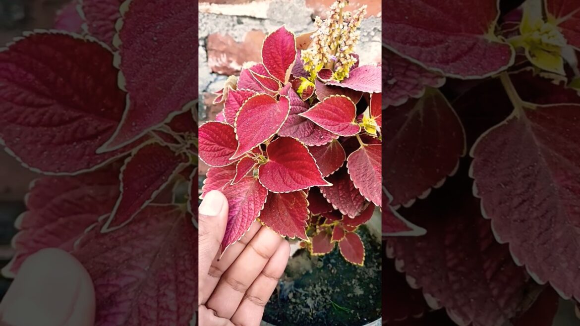 Coleus Plant Care Tips #coleusplant #care #tips #gardening #trending #shorts @OrganicGardening1918 Coleus Plant Care Tips #coleusplant #care #tips #gardening #trending #shorts @OrganicGardening1918