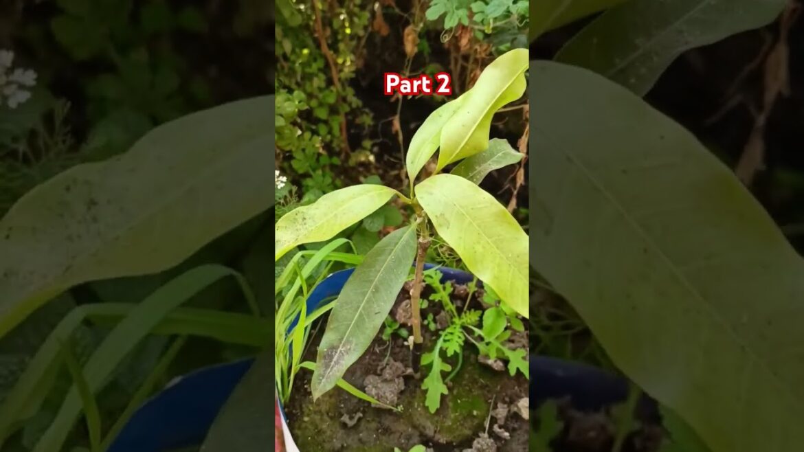 Home garden part 2#youtubeshort #ytshort home gardening Home garden part 2#youtubeshort #ytshort home gardening