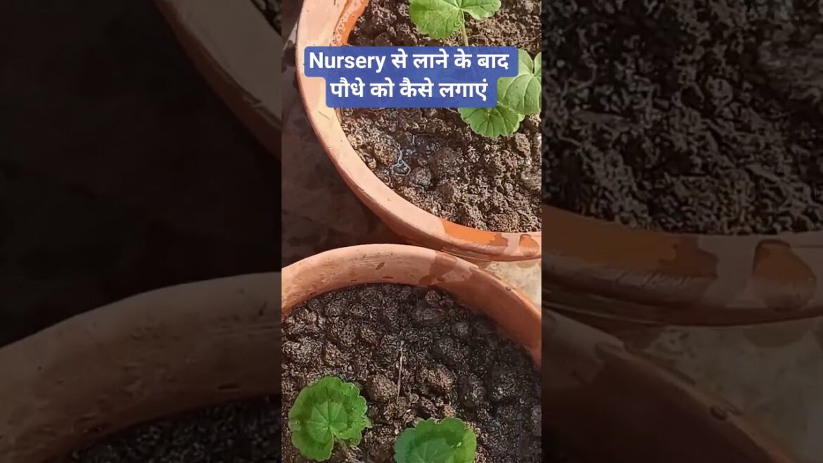 Seedling 🌱 repotting tips #shortvideo #plants #gardening #garden #gardeningtips