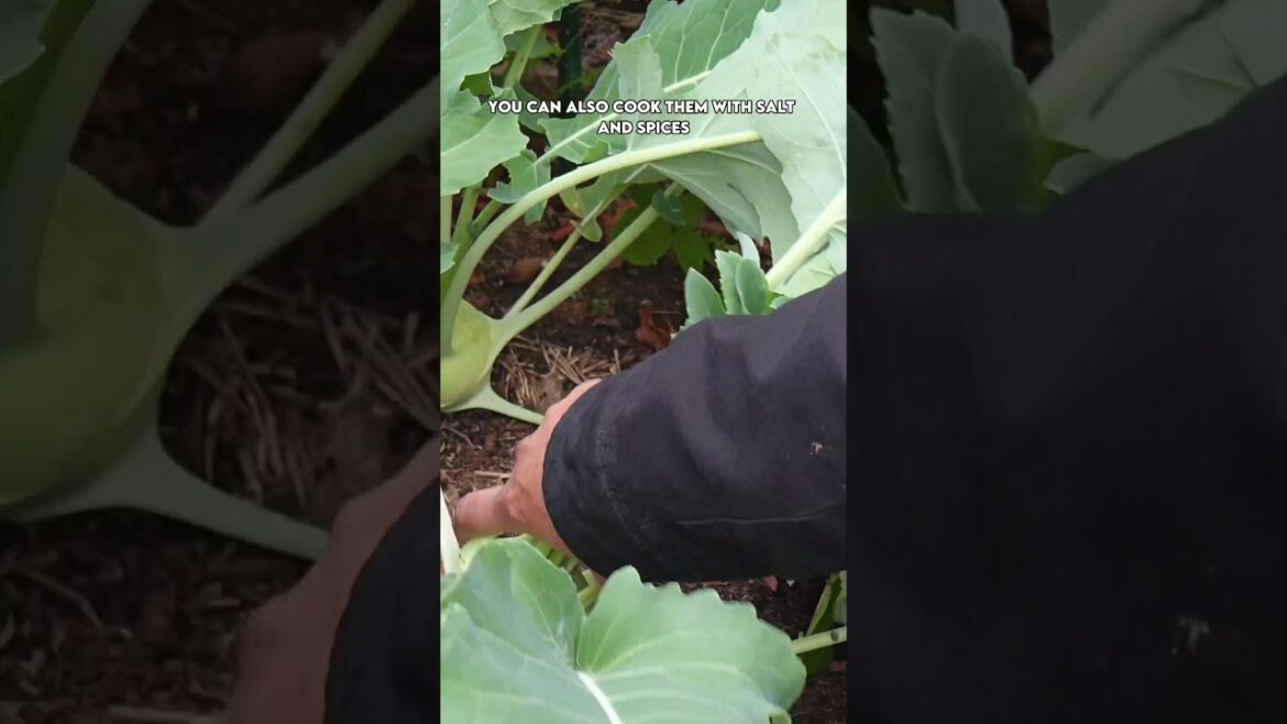 Kohlrabi Uncovered: Growing & Harvesting the Super Veg (AKA German Turnip & Turnip Cabbage)