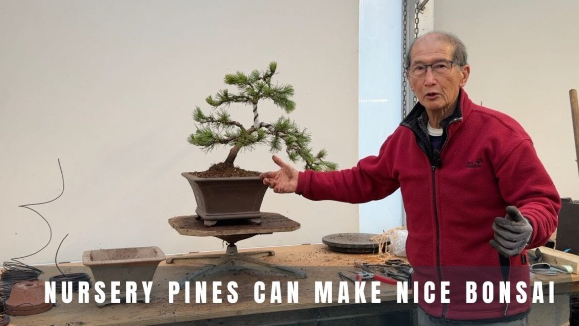 Nursery pines can make nice bonsai Nursery pines can make nice bonsai