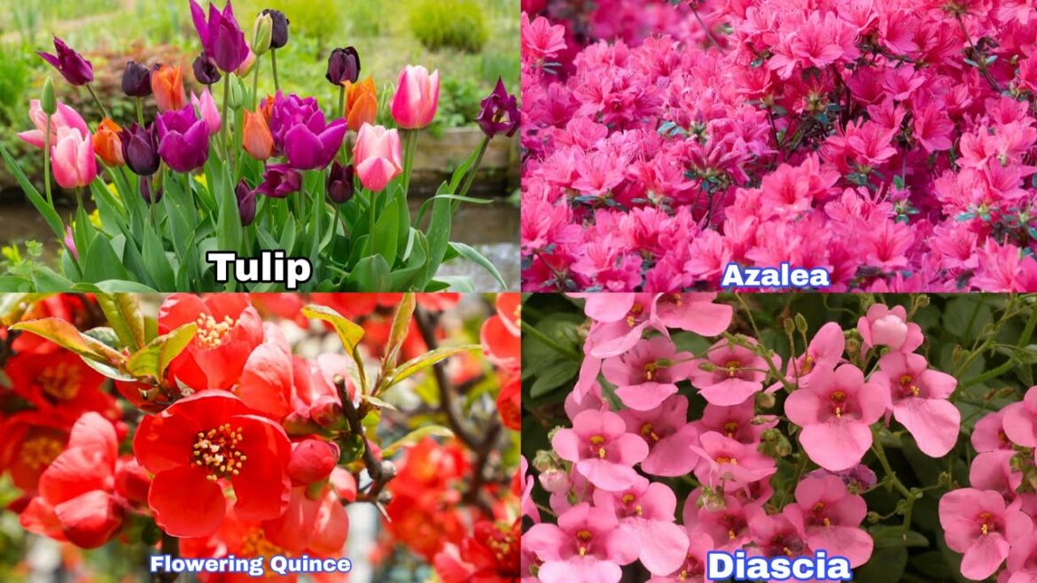 12 Best Spring Flower to Plant for Garden 12 Best Spring Flower to Plant for Garden