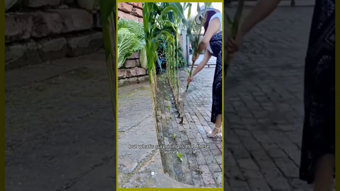 Planting vegetables and corn in pathways🤯. #shorts #gardening #ideas #planting #pathway #smartideas Planting vegetables and corn in pathways🤯. #shorts #gardening #ideas #planting #pathway #smartideas