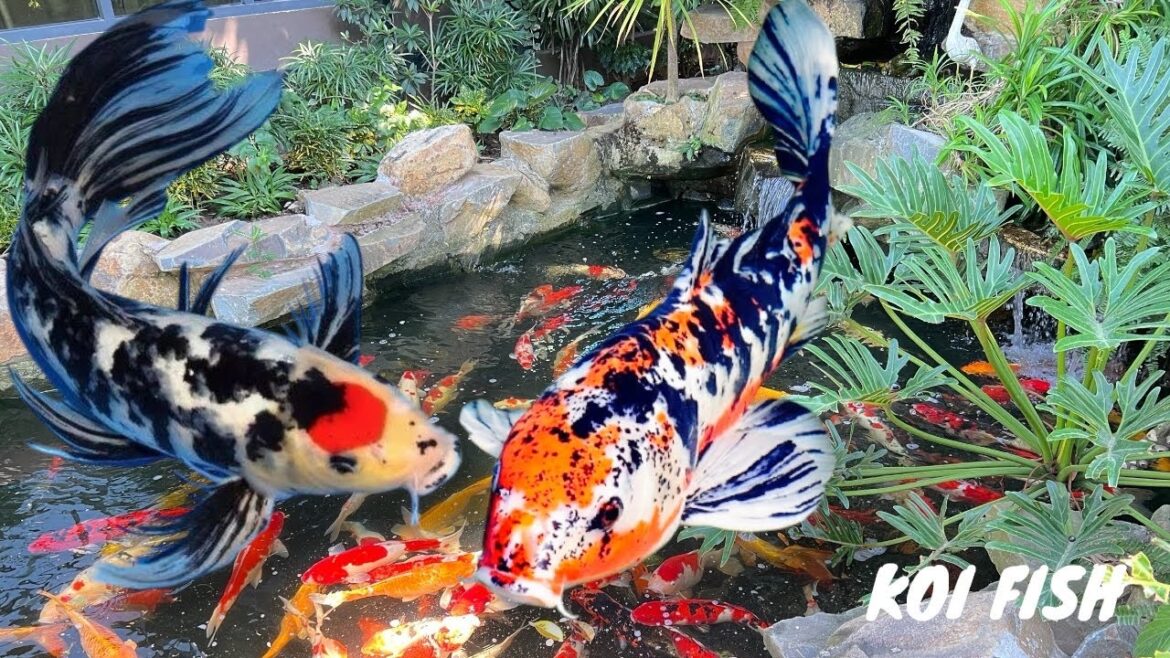 Koi Fish so beautiful