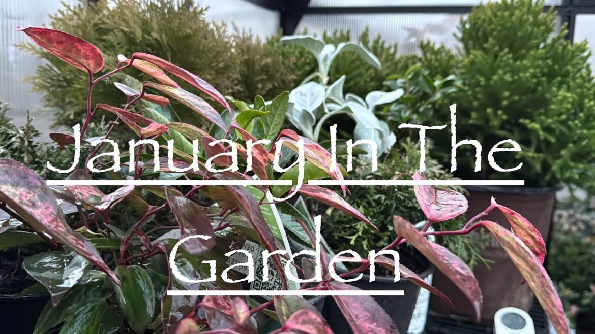 Winter Gardening Tasks – Mulching, Seed Organization, Greenhouse Watering ❄️🌱Ep31 Winter Gardening Tasks - Mulching, Seed Organization, Greenhouse Watering ❄️🌱Ep31