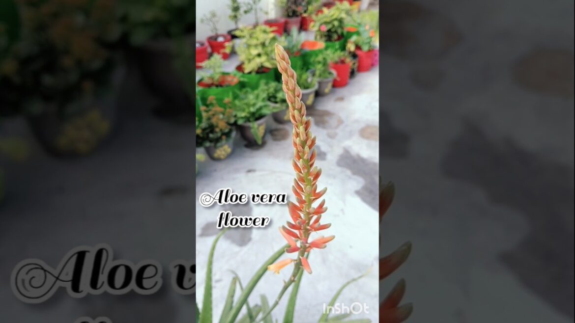 Aloe Vera Flower #gardeningtips #youtubeshorts #trends #aloevera @Gardeningjourney10