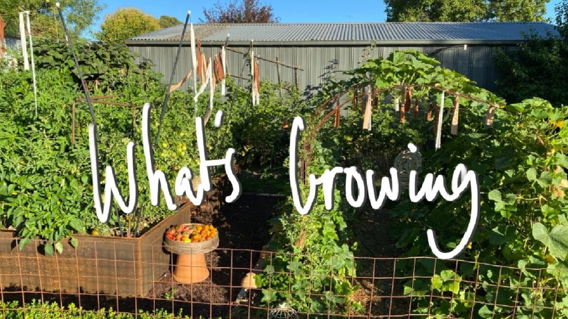 WHAT’S GROWING | MIDSUMMER Early Morning Tomato HARVEST | SMALL BACKYARD GARDEN VICTORIA AUSTRALIA WHAT'S GROWING | MIDSUMMER Early Morning Tomato HARVEST | SMALL BACKYARD GARDEN VICTORIA AUSTRALIA