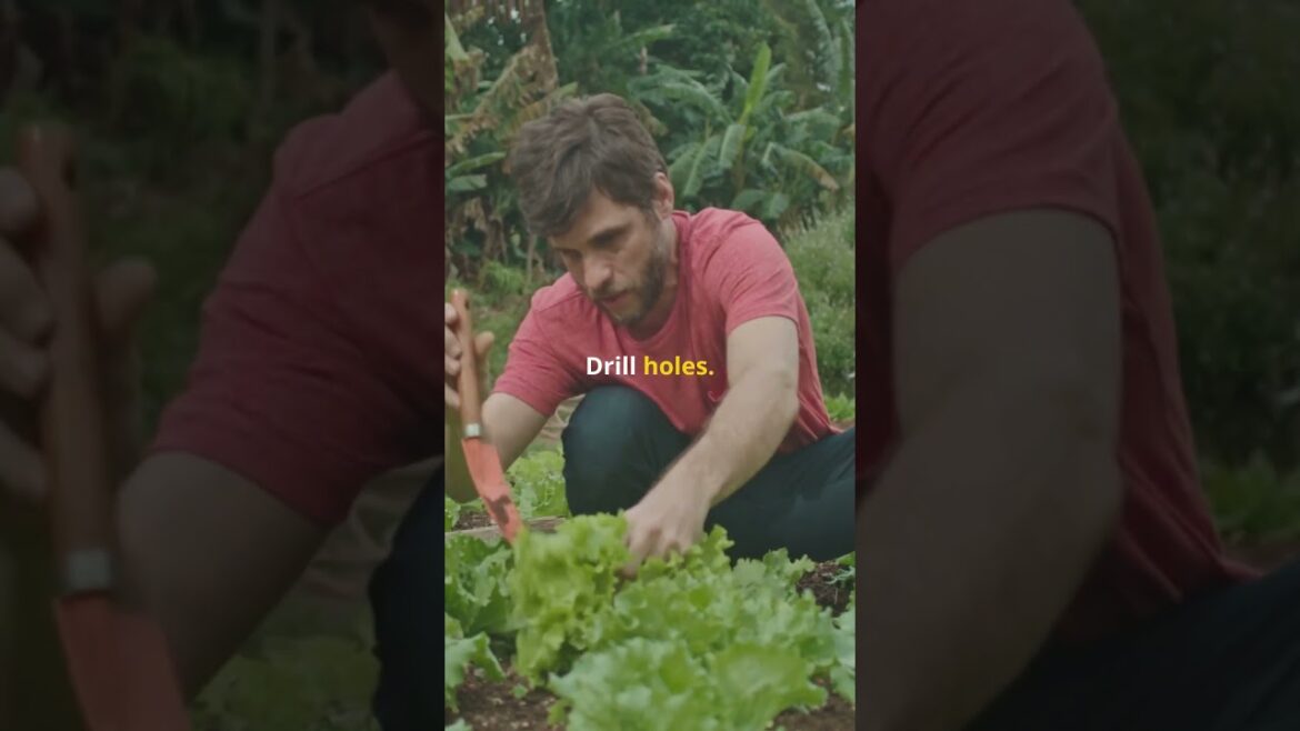 🌱 “5-Gallon Container Gardening: Grow a Jungle in a Bucket (Even If You’ve Killed a Cactus!)” 🌱 "5-Gallon Container Gardening: Grow a Jungle in a Bucket (Even If You’ve Killed a Cactus!)"