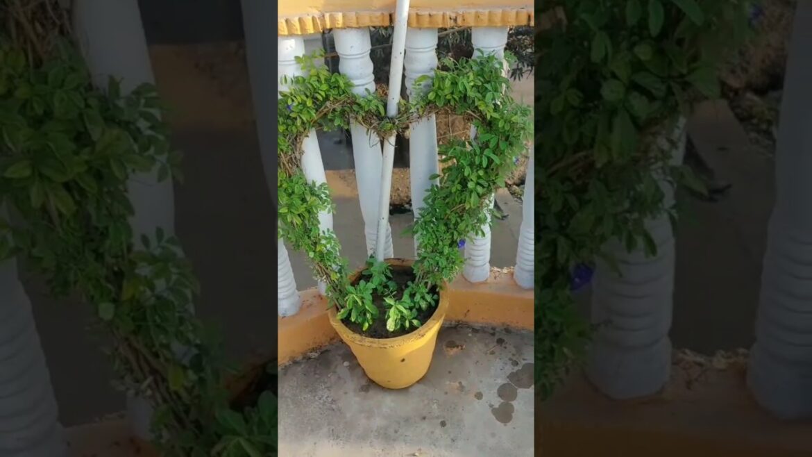 Aprajita plant 🌿😀#garden #gardening #youtubeshorts #tranding #aprajita