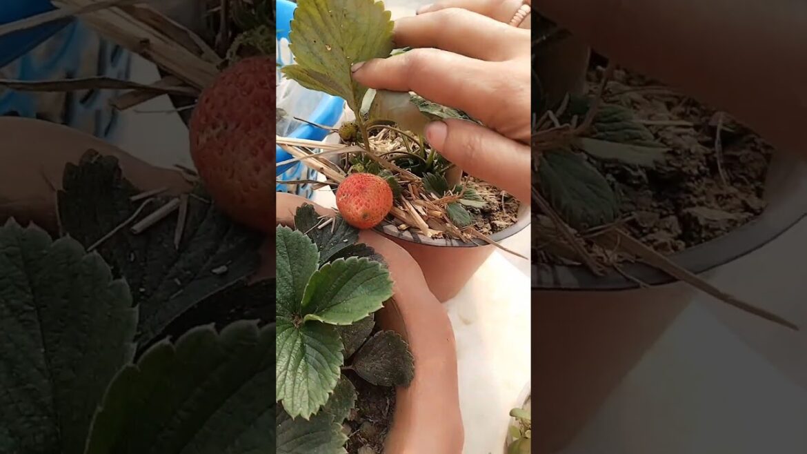 Let's grow Strawberries at home।। #trends #harvest