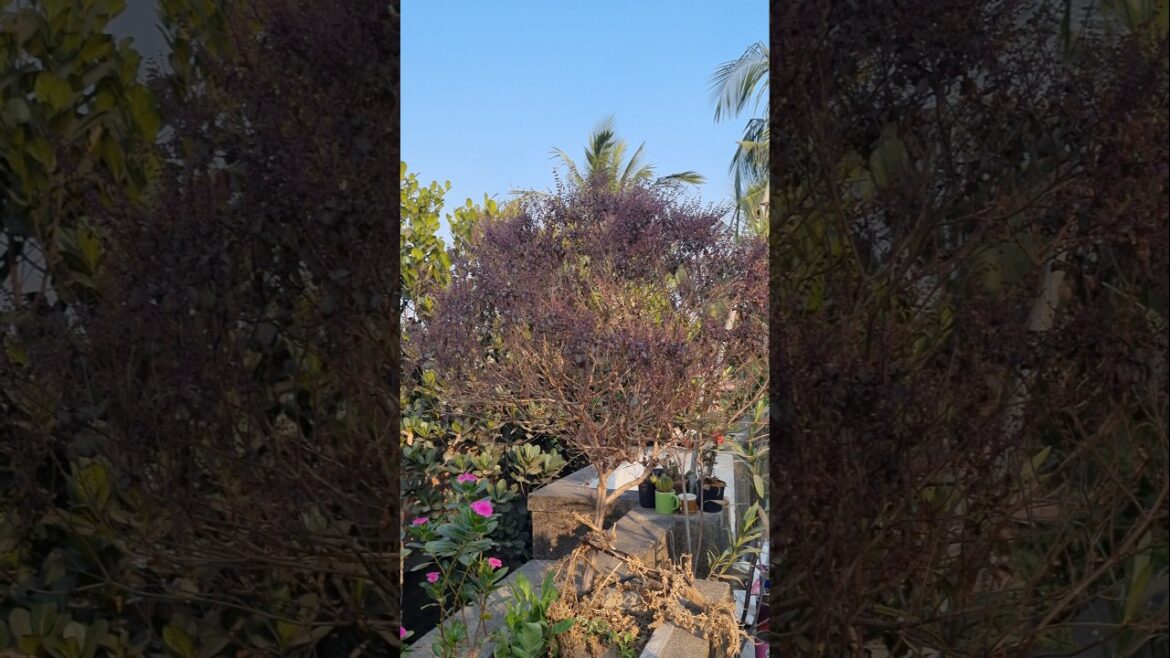 এত বড়ো তুলসী গাছ কাদের আছে 😯😱.##trending #minivlog #garden #shortvideo #plants #shorts #viralvideo এত বড়ো তুলসী গাছ কাদের আছে 😯😱.##trending #minivlog #garden #shortvideo #plants #shorts #viralvideo